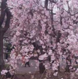 Cherry Blossom(2003)